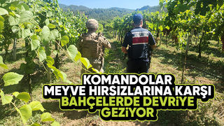 Meyve hırsızları için komandolar devrede