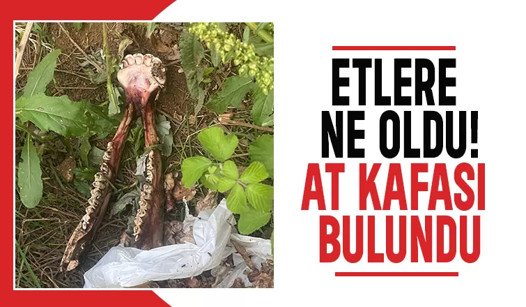 Mezarlık kenarında at kemikleri bulundu