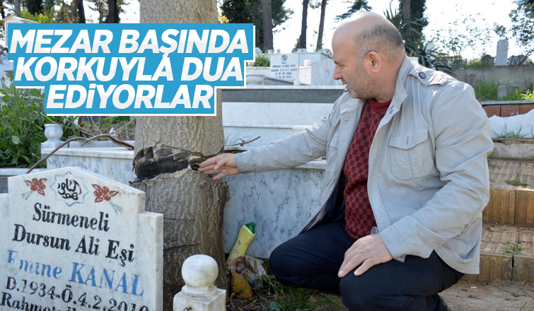 Mezarlıktaki ağacı kesmeye çalıştılar