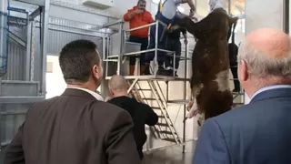 Mezbaha ve Hayvan Borsası Projesi’nde ilk kesim yapıldı