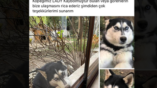 Milletvekili Dikbayır'ın 'lady'si kayıp