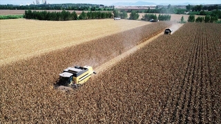 Mısır alım fiyatı belli oldu