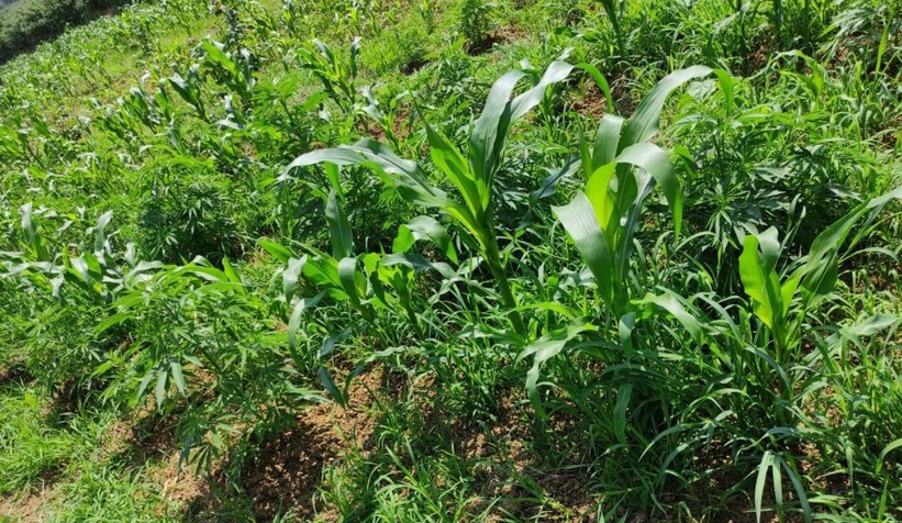 Mısır tarlasında kenevir operasyonu