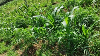 Mısır tarlasında kenevir operasyonu