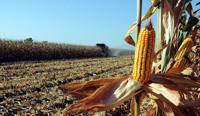 Mısır üreticisi tepkili