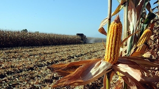 Mısır üreticisi tepkili