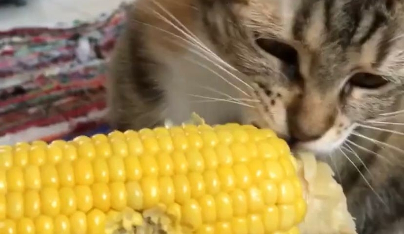 Mısır yiyen kedi gülümsetti