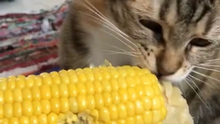 Mısır yiyen kedi gülümsetti