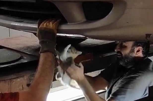 Motora giren yavru kedi sanayide kurtarıldı