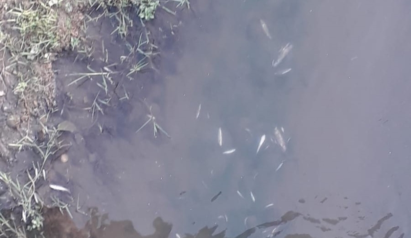 Mudurnu Deresi'nde balıklar ölüyor