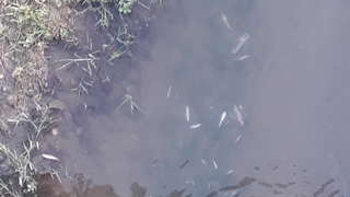 Mudurnu Deresi'nde balıklar ölüyor