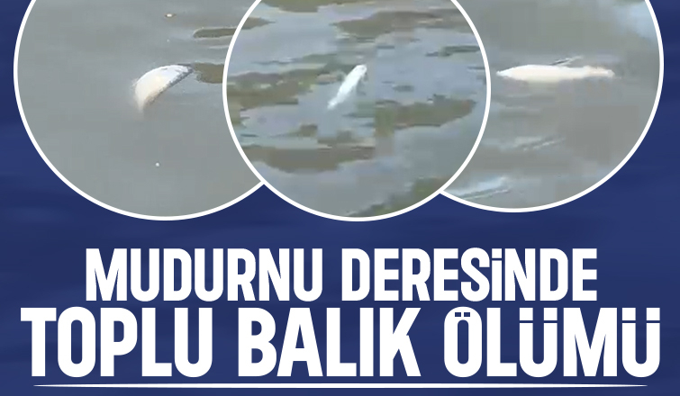 Mudurnu Deresi'nde toplu balık ölümleri görüldü