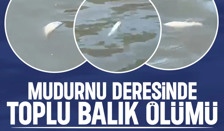 Mudurnu Deresi'nde toplu balık ölümleri görüldü