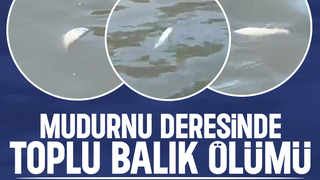 Mudurnu Deresi'nde toplu balık ölümleri görüldü