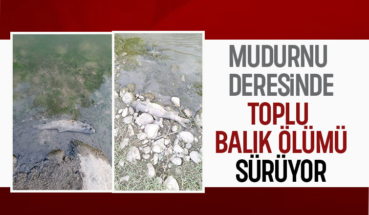Mudurnu Deresi'nde toplu balık ölümü