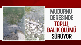 Mudurnu Deresi'nde toplu balık ölümü