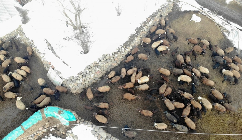 Muş'ta baharın müjdecileri, anneleriyle buluştu