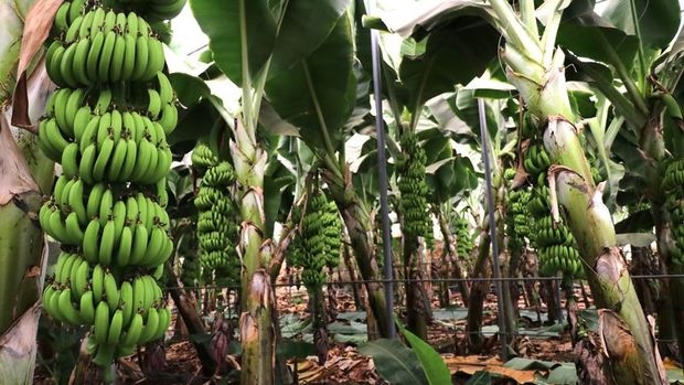 Muz, sarımsak, ayçiçeği yağı ithalatı izne bağlandı