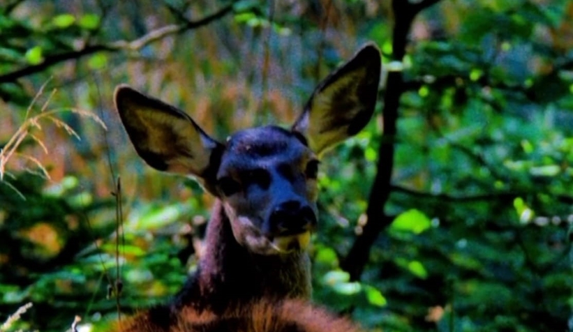 Nadir görülen kızıl geyik görüntülendi