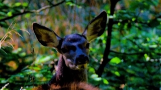Nadir görülen kızıl geyik görüntülendi