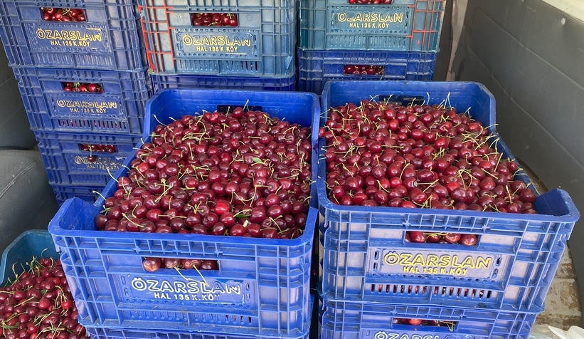 Napolyon  kirazın hasadına başladı