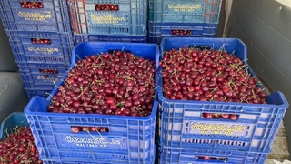 Napolyon  kirazın hasadına başladı