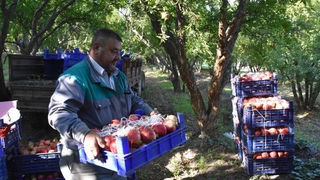 Nar üreticinin yüzünü güldürdü