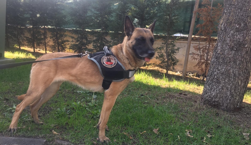 Narkotik köpeği EVA, Türkiye birincisi oldu