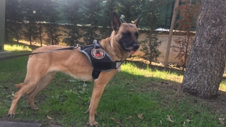 Narkotik köpeği EVA, Türkiye birincisi oldu