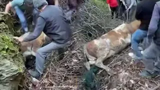 Nefes Kesen Kurtarma Dere Yatağına Düşen Hayvan İçin Seferber Oldular