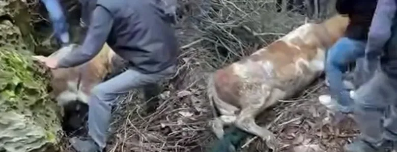 Nefes Kesen Kurtarma Dere Yatağına Düşen Hayvan İçin Seferber Oldular