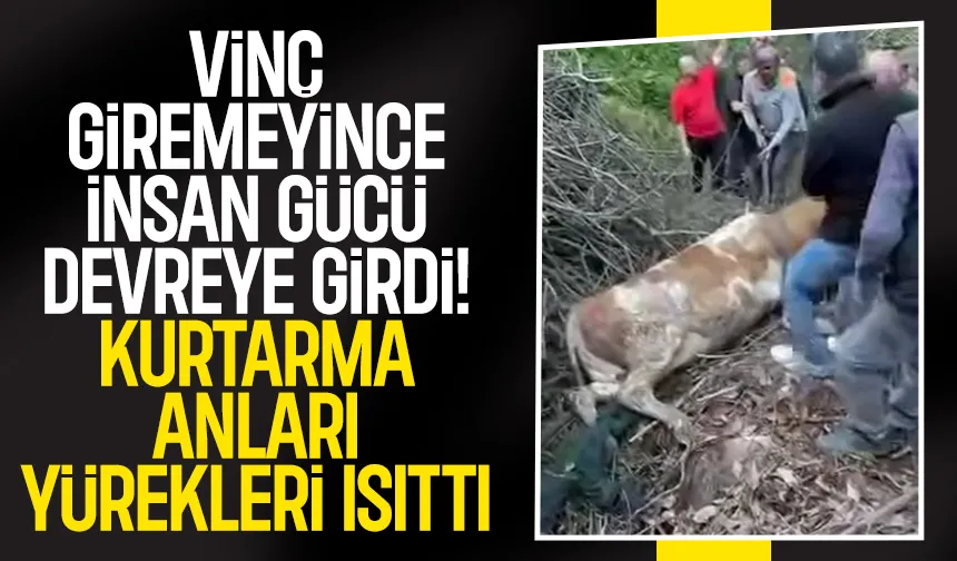 Nefes Kesen Kurtarma Dere Yatağına Düşen Hayvan İçin Seferber Oldular