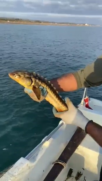 Nesli dinozorlar dönemine uzanıyor; Balıkçıların ağına takıldı