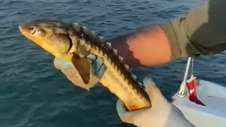 Nesli dinozorlar dönemine uzanıyor; Balıkçıların ağına takıldı