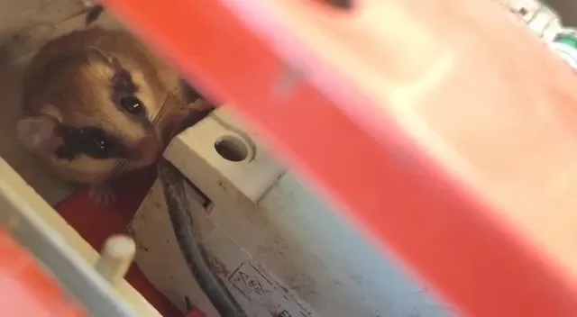 Nesli tehlike altındaki yediuyur Bolu'da görüntülendi