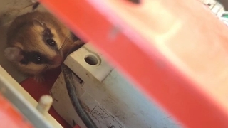 Nesli tehlike altındaki yediuyur Bolu'da görüntülendi