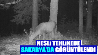 Nesli tehlikede olan geyik fotokapana yakalandı