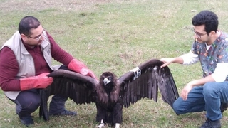 Nesli tehlikede olan kara akbaba komşuda mola verdi