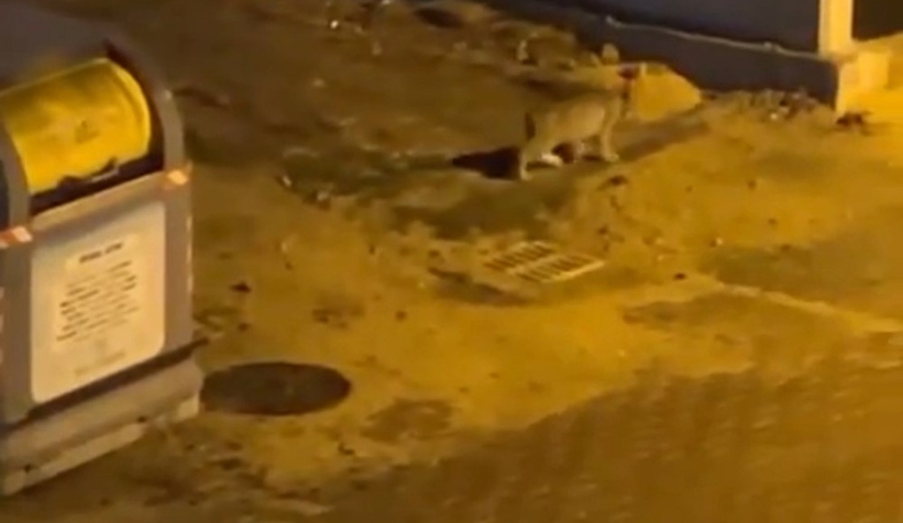 Nesli tükenmek üzere Bolu sokaklarında görüldü!