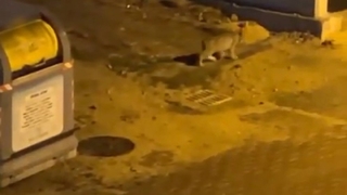 Nesli tükenmek üzere Bolu sokaklarında görüldü!