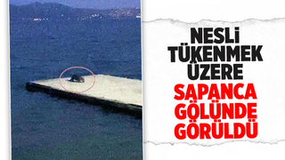 Nesli tükenmek üzere Sapanca Gölü’nde görüldü