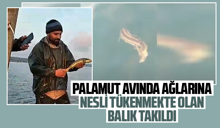 Nesli tükenmekte; Balıkçıların ağına takıldı