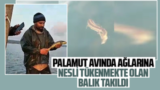 Nesli tükenmekte; Balıkçıların ağına takıldı