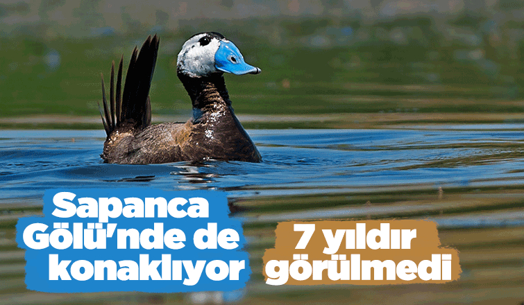 Nesli tükenmekte olan dikkuyruk ördeği 7 yıldır uğramıyor