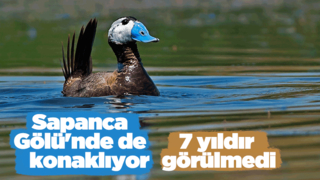 Nesli tükenmekte olan dikkuyruk ördeği 7 yıldır uğramıyor