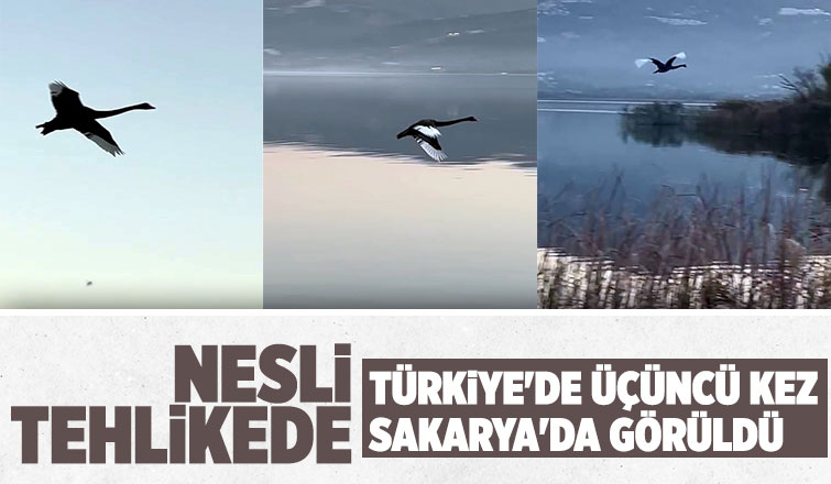 Nesli tükenmekte olan siyah kuğu Sakarya'da görüntülendi