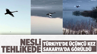 Nesli tükenmekte olan siyah kuğu Sakarya'da görüntülendi