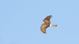 Nesli tükenmekte üzereydi, komşuda ortaya çıktı
