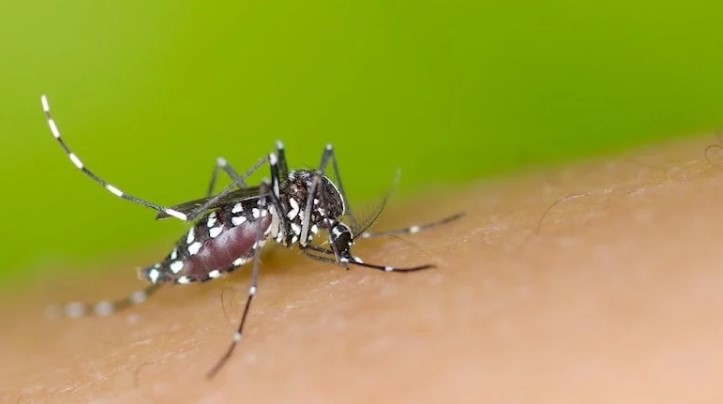 Neyin sivrisinekleri çektiğini keşfettiler