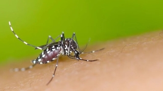 Neyin sivrisinekleri çektiğini keşfettiler